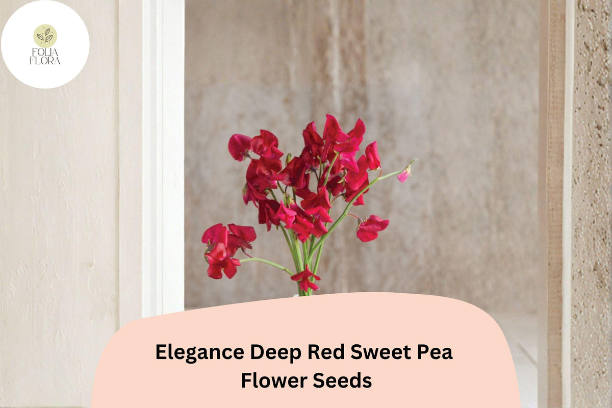Sweet Pea Seeds - 50+ Elegance Deep Red Lathyrus odoratus Climbing Vine for Garden Planting