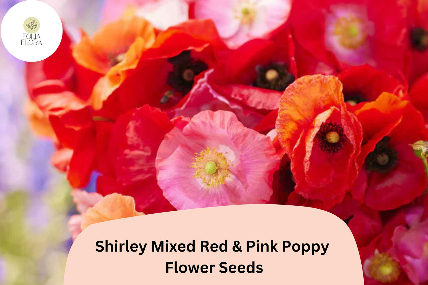 200+ Shirley Mixed Red & Pink Poppy Seeds – Vibrant Double Blooms, Easy to Grow Annual Wildflower