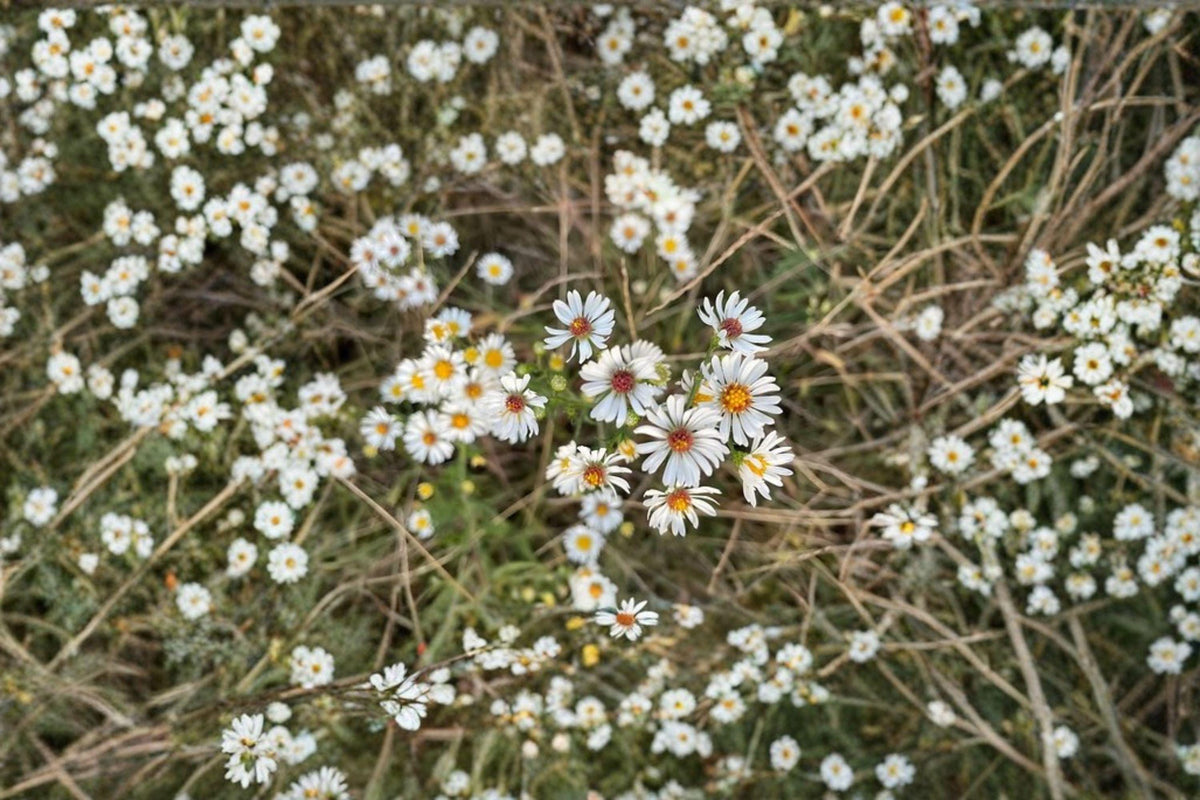 Heath Aster Seeds - 100 Count, Frost Aster, Symphyotrichum pilosum, Late Season Blooms for Pollinator Gardens and Meadows