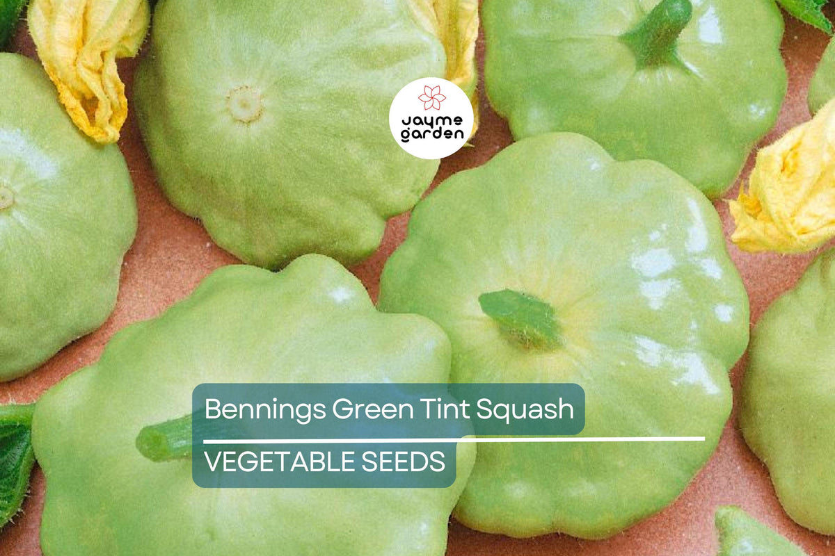 30 Benning’s Green Tint Squash Seeds – Heirloom Non-GMO Patty Pan, Scallop Variety, Unique Grey-Green Tint - Organic Gardening