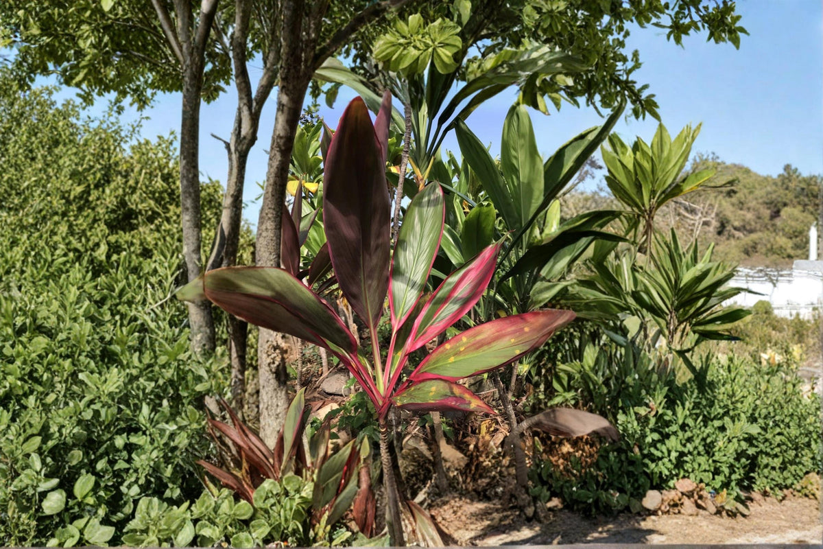 Hawaiian Ti Leaf Cuttings 6 Inch Logs Green Pink Red Hybrid Cordyline fruticosa Tropical Ornamental Plant Propagation