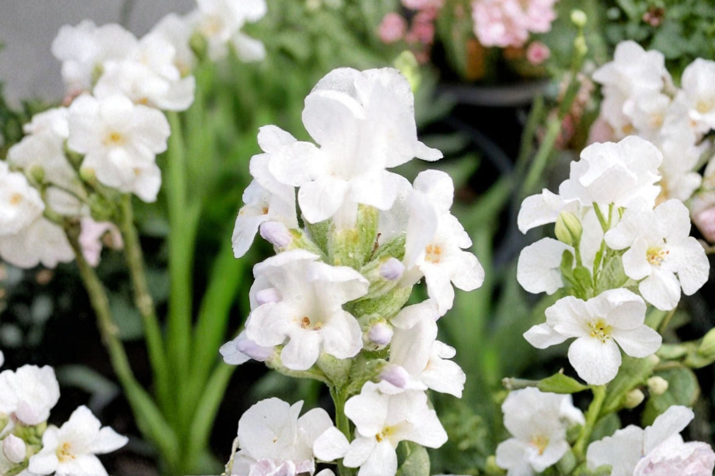 White Lavender Plant Lavandula ‘Alba’ | Fragrant French Lavender in 4.5” Pot | Drought Tolerant Herb