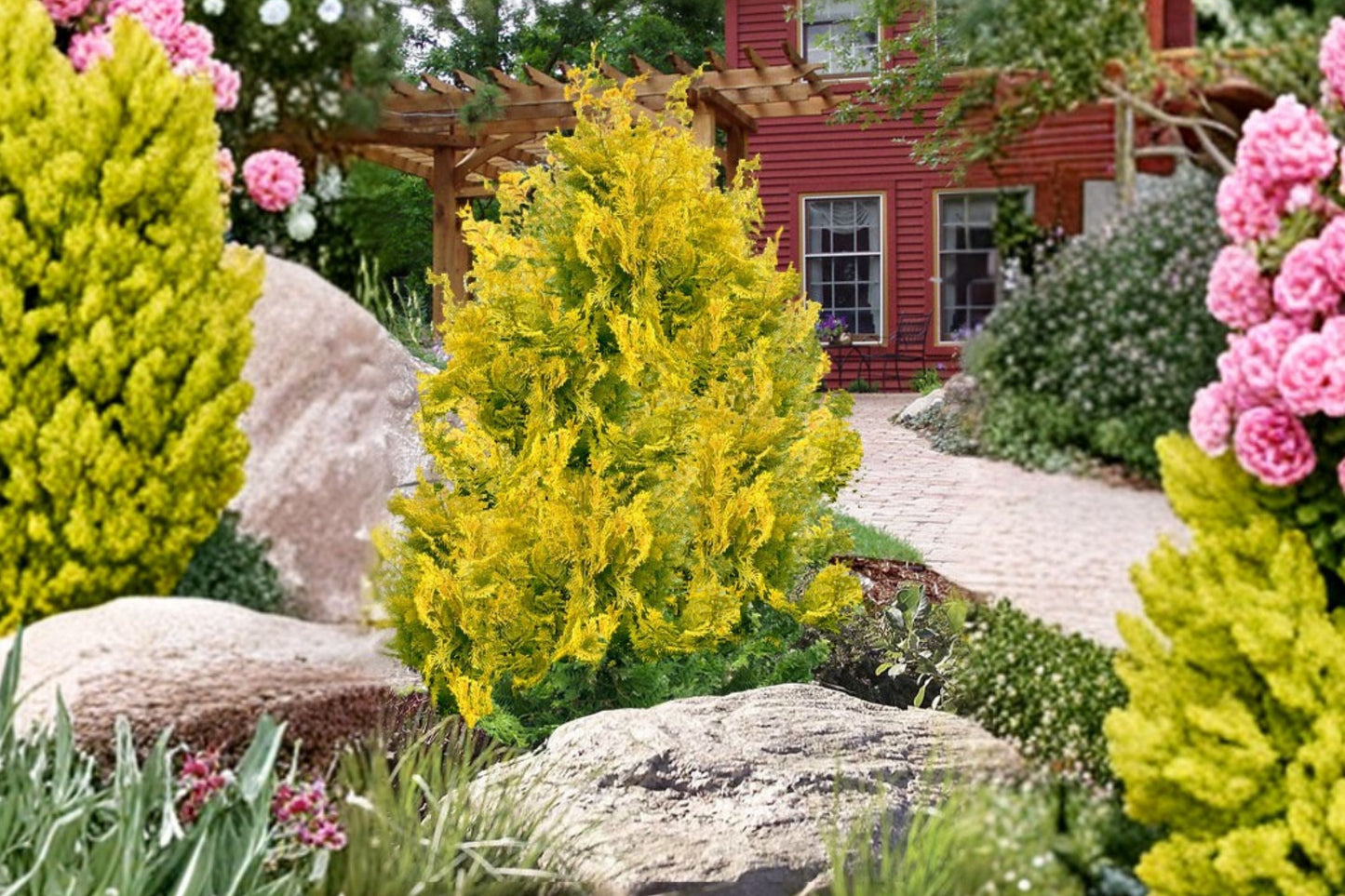 Golden Hinoki Cypress 'Gold Hage' - Miniature Dwarf Evergreen Conifer for Bonsai & Small Gardens