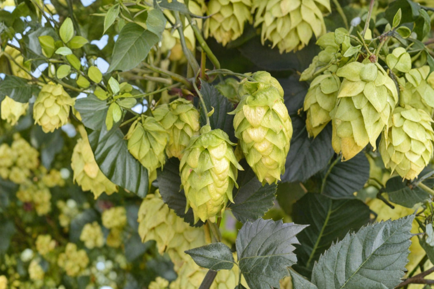 Glacier Hops Plant | Humulus lupulus Live Vine for Home Brewing & Vertical Gardens | 1 Gallon