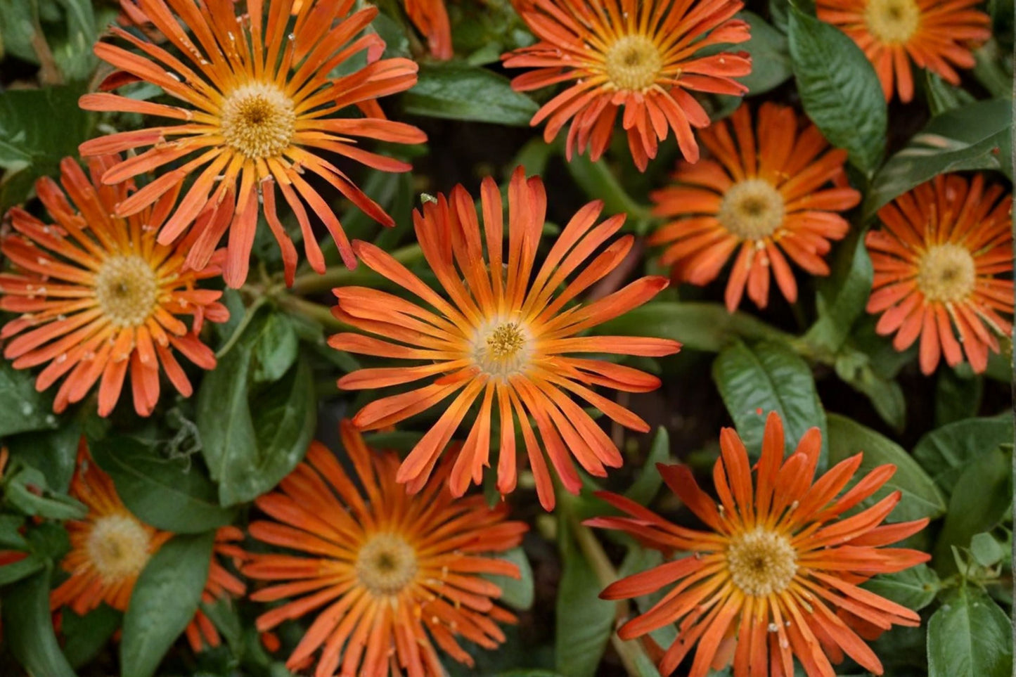 Delosperma Ocean Sunset Orange Glow Ice Plant | Drought-Tolerant Succulent Groundcover in 3.5" Pot