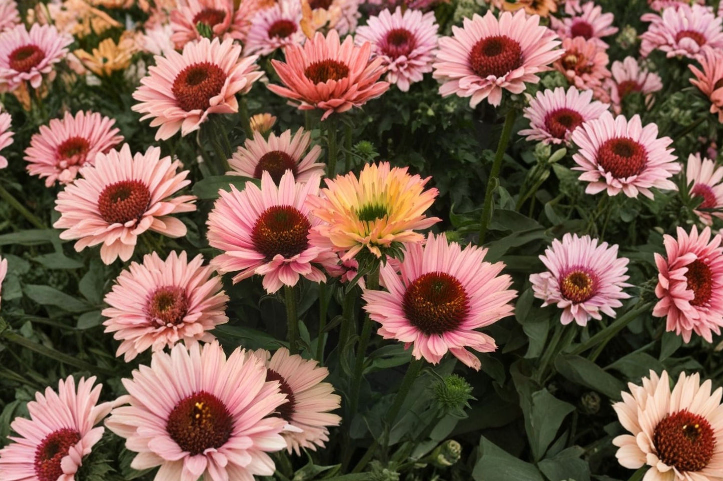 Salmon Coneflower ‘SunSeekers Salmon’ | Echinacea Perennial | Drought Tolerant Pollinator Garden Plant
