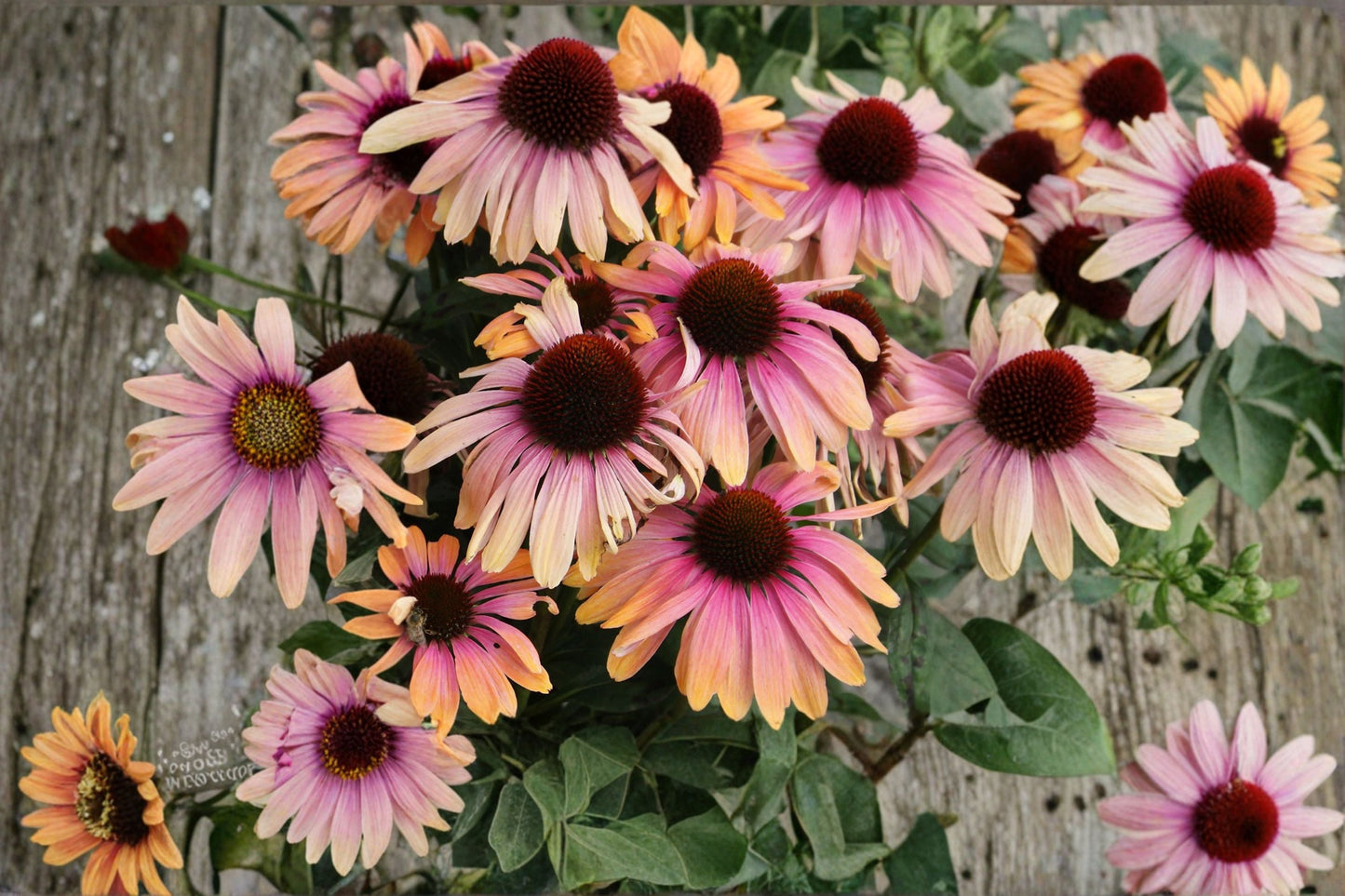 Rainbow Marcella Coneflower - Bicolor Orange Pink Echinacea Perennial for Pollinator Gardens