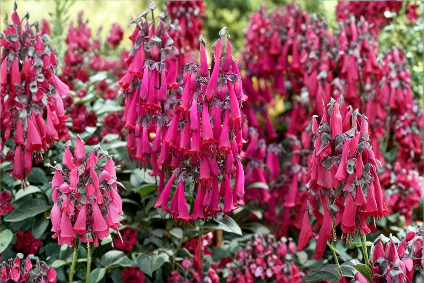 Pink Cape Fuchsia Plant ‘Pink Sensation’ - Hummingbird Attracting Perennial Shrub | 1 Gallon