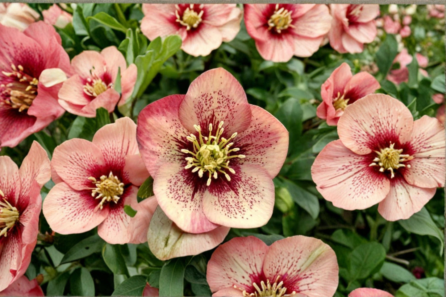 Hellebore ‘Sandy Shores’ Apricot Lenten Rose | Shade Perennial Winter Bloomer