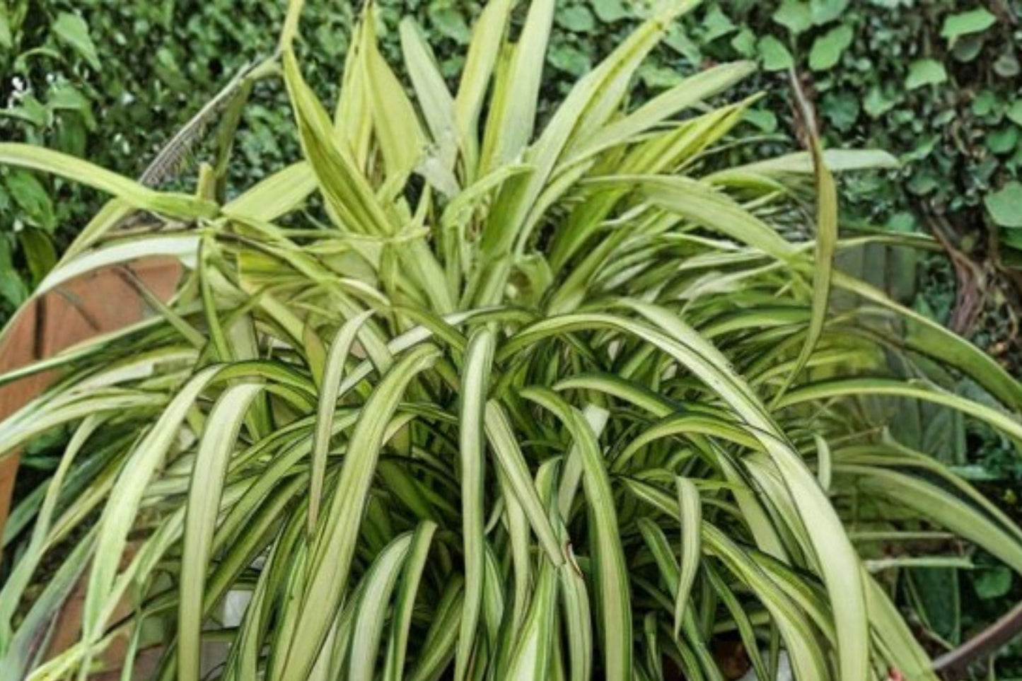 Phormium ‘Blondie’ Dwarf New Zealand Flax – Variegated Evergreen, Drought Tolerant 1 Gallon Plant