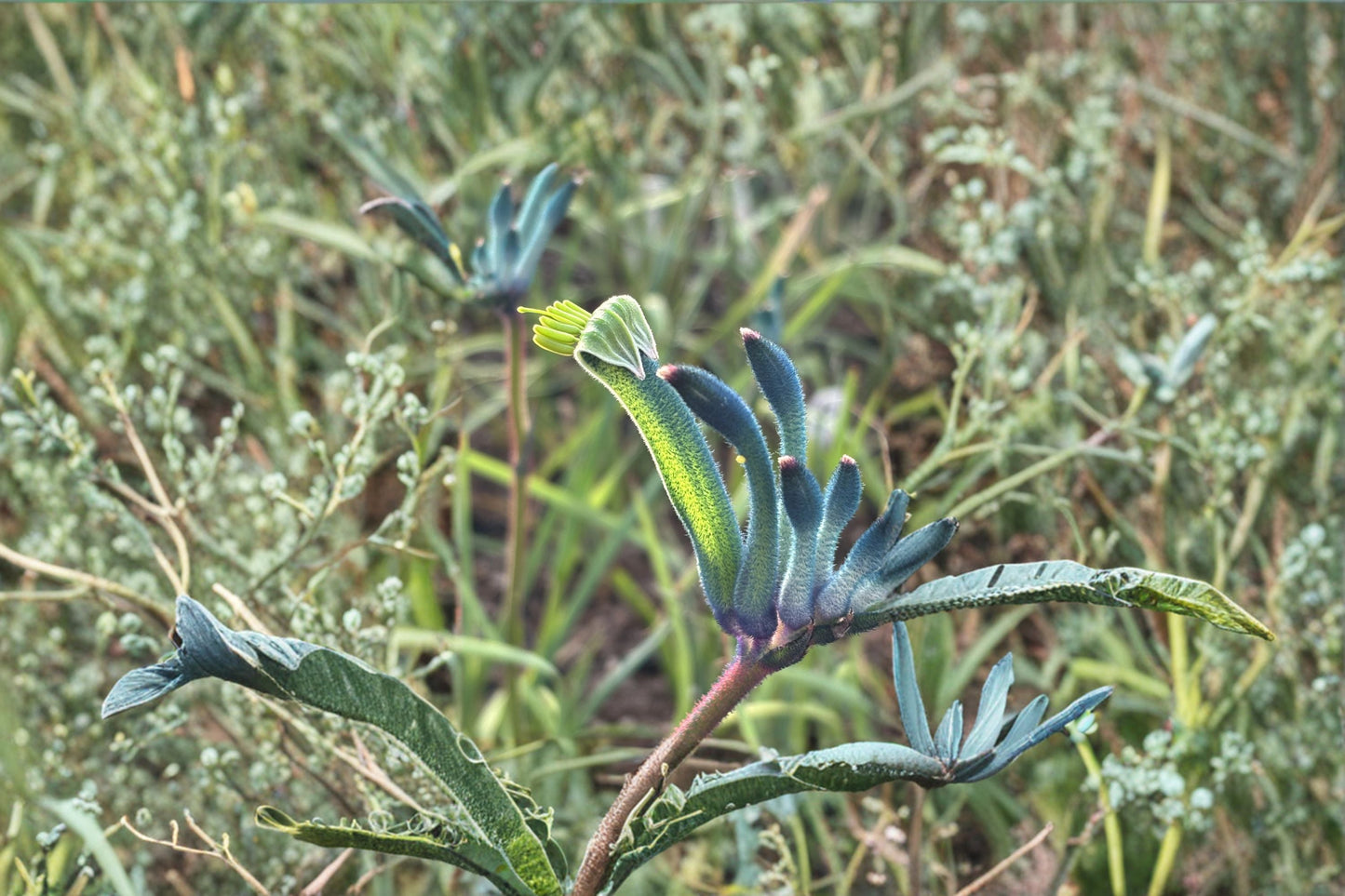Blue Kangaroo Paw ‘Masquerade’ – Rare Anigozanthos with Purple Teal Flowers, Drought Tolerant Live Plant