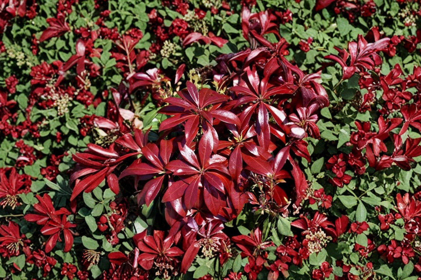 Pieris ‘Glowing Hearts’ Evergreen Shrub | Shade Loving Japanese Andromeda | Acid Soil Shrub 1 Gallon