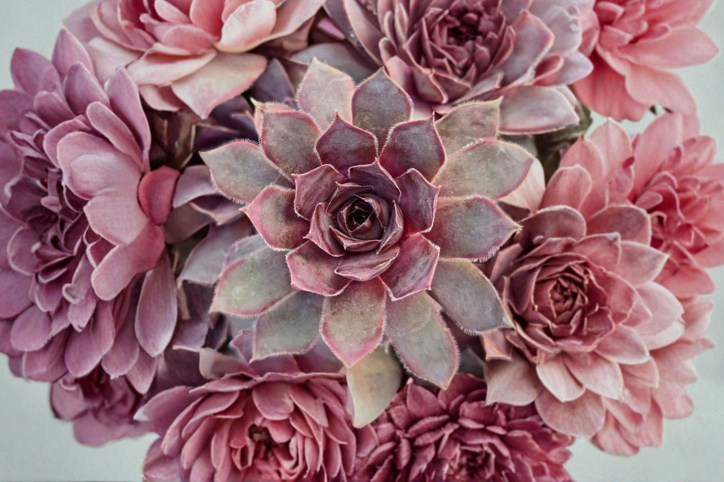 Giant Hens and Chicks ‘Copper Canyon’ | Cold Hardy Sempervivum Succulent with Large Rosettes