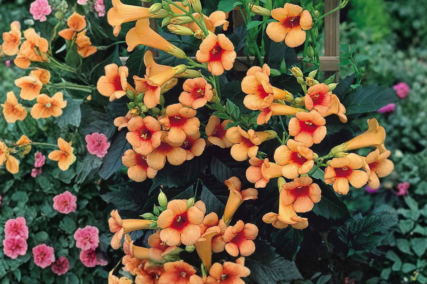 Trumpet Vine ‘Indian Summer’ - Fast Growing Orange Flowering Climbing Vine for Privacy & Hummingbirds