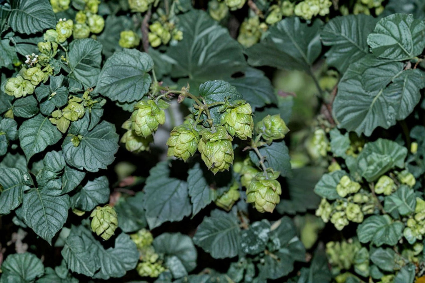 Centennial Hops Plant | Fast Growing Vine for Homebrew & Garden | Humulus lupulus 1 Gallon