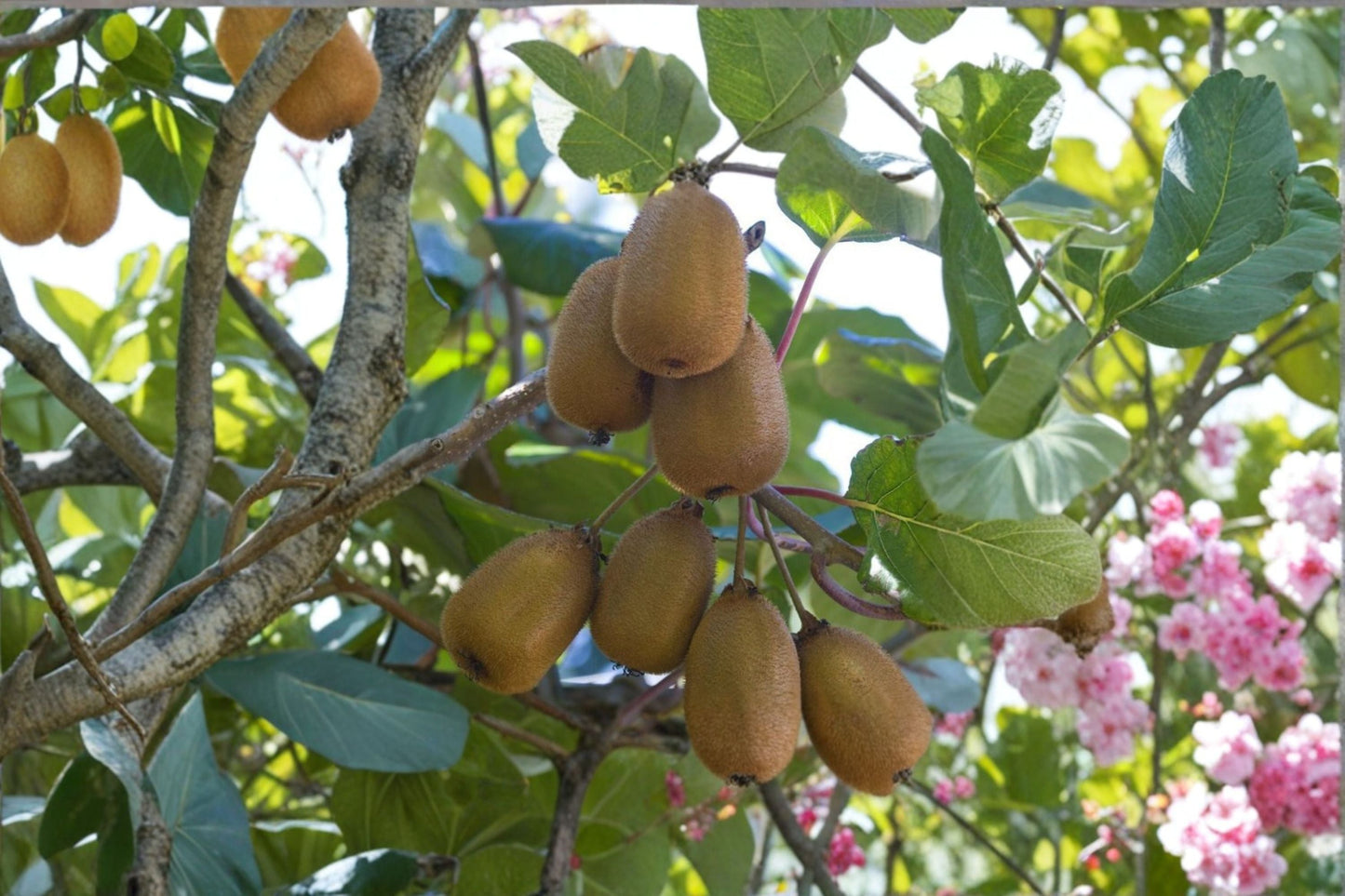 Hardy Kiwi ‘Red Beauty’ Female Plant | Cold Hardy Edible Kiwi Vine Actinidia kolomikta