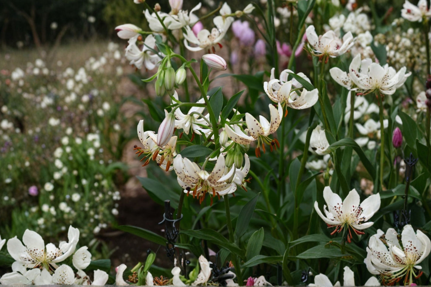 White Martagon Lily ‘Albi Morning’ - Shade Tolerant Turk’s Cap Lily Bulb, Rare Perennial Woodland Flower