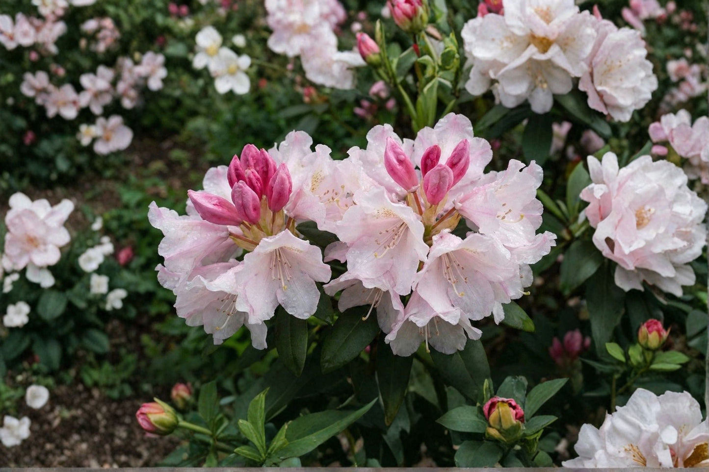 Rhododendron ‘Yaku Princess’ | Dwarf Evergreen Shrub with Pink Spring Blooms | Shade Garden Plant | 1 Gallon Live Plant