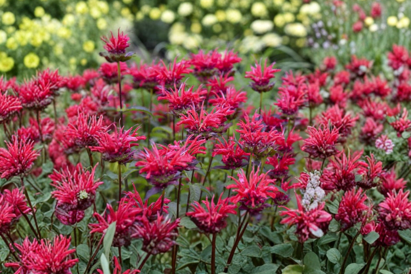 Monarda ‘Mahogany’ Bee Balm | Red Pollinator Perennial in 3.5” Pot
