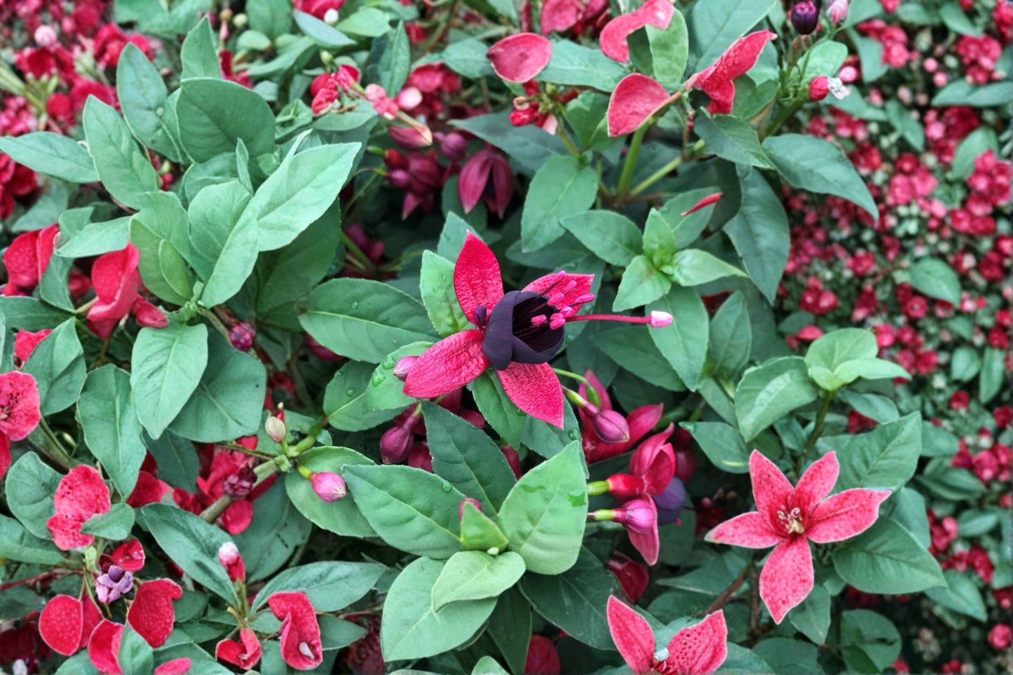 Fuchsia ‘Black Cherry’ | Hardy Fuchsia with Dark Purple Black Flowers | Long Blooming Shade Perennial