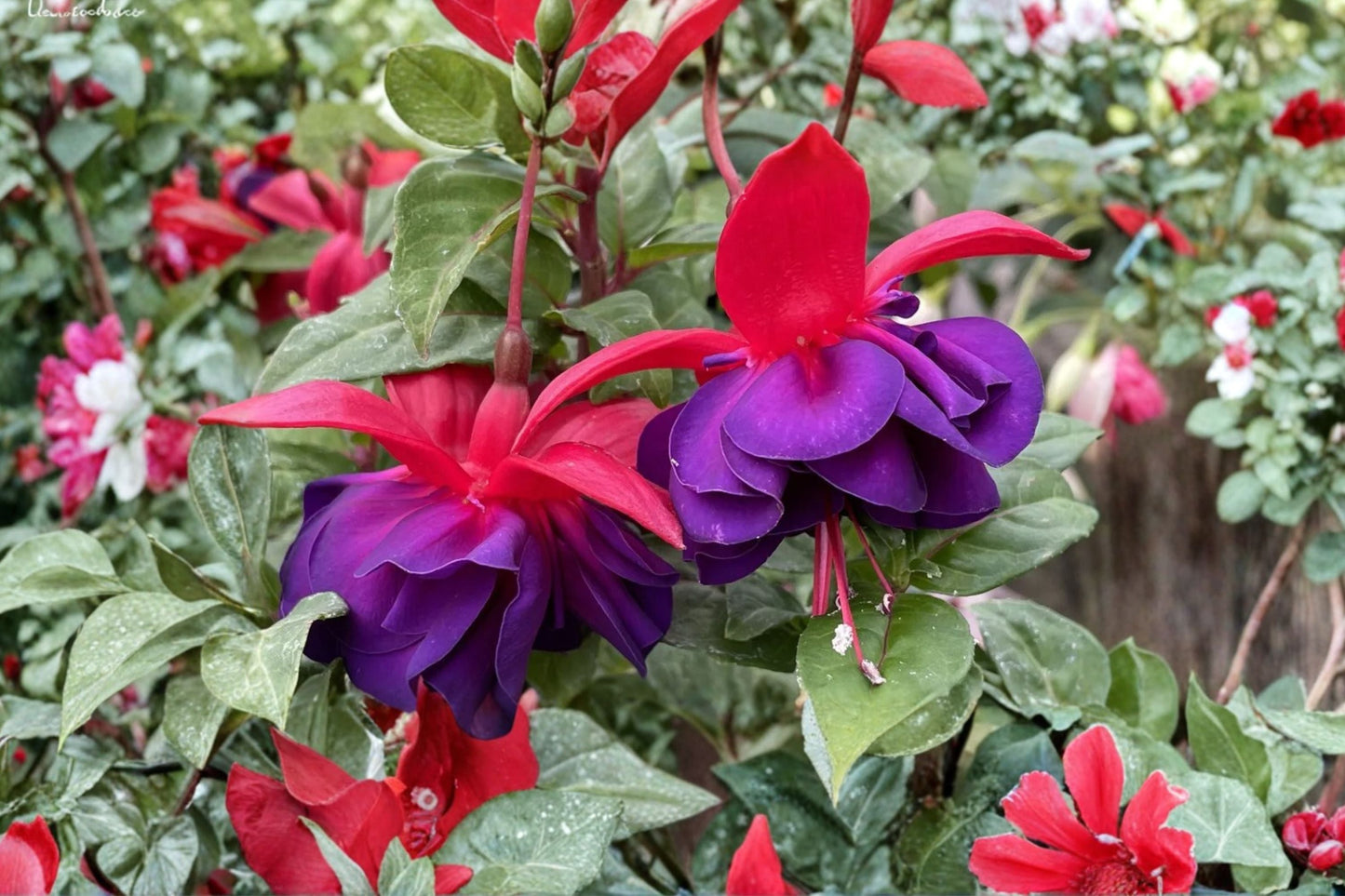 Fuchsia ‘David’ | Hardy Fuchsia Plant with Red Purple Flowers | Long Blooming Perennial for Shade & Hummingbirds | 1 Gallon