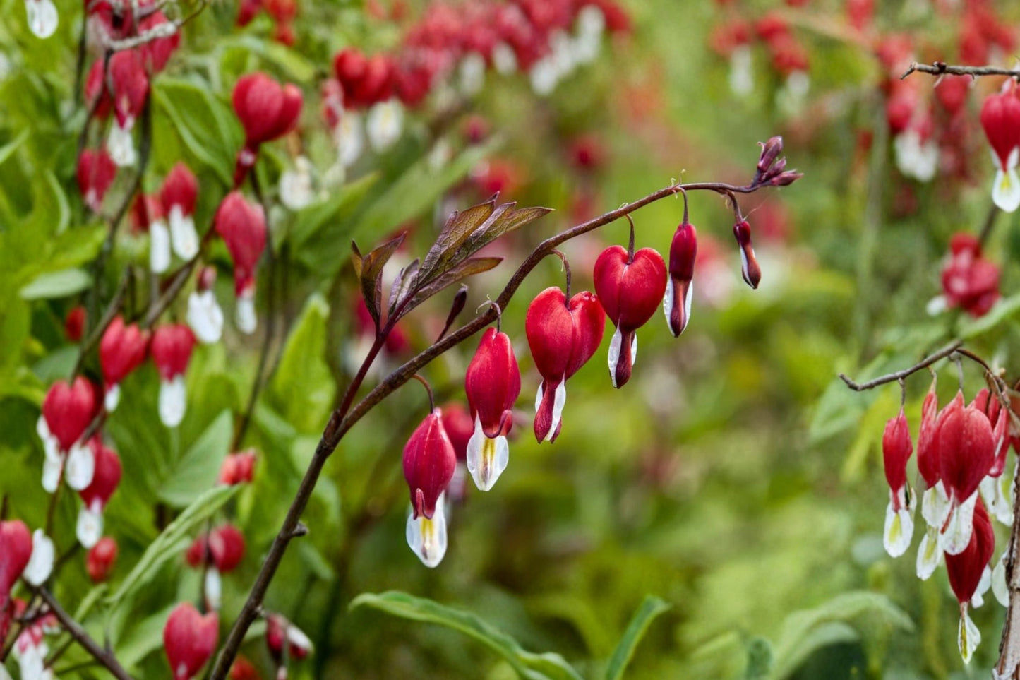 Dicentra ‘Valentine’ - Red Bleeding Heart Perennial in 4.5” Pot