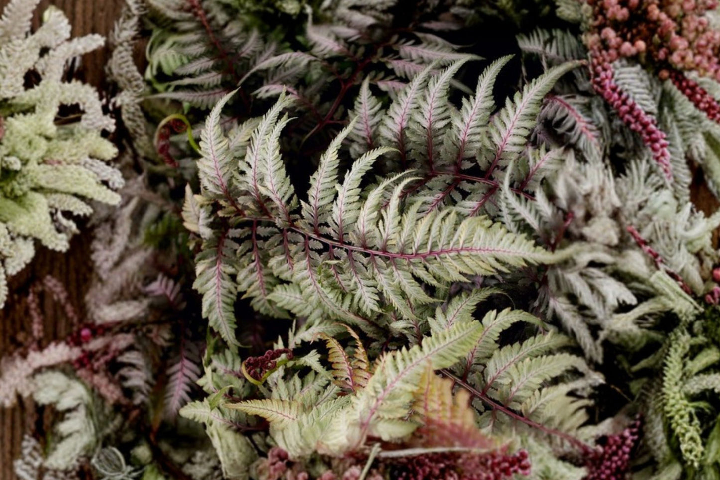 Athyrium niponicum ‘Silver Falls’ | Japanese Painted Fern | Shade Loving Perennial Fern | Deer Resistant | 3.5” Pot