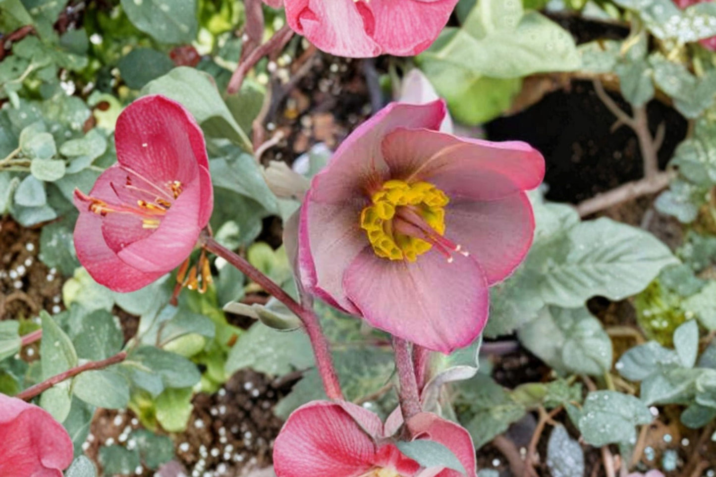 Lenten Rose ‘Dorothy’s Dawn’ | Frostkiss Series Evergreen Shade Perennial | Winter Blooming Hellebore