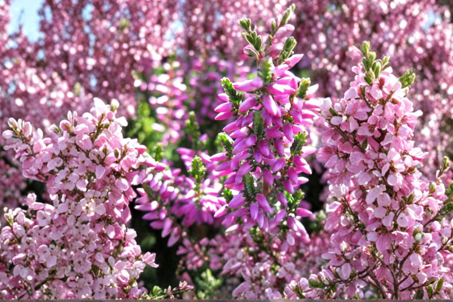 Calluna ‘Renate’ Scottish Heather Evergreen Shrub | Purple Winter Color | Hardy Groundcover Plant