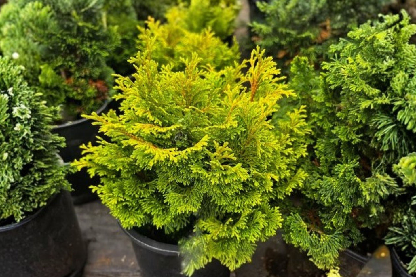 Gold Drop Hinoki Cypress | Chamaecyparis obtusa ‘Gold Drop’ | Dwarf Evergreen Conifer