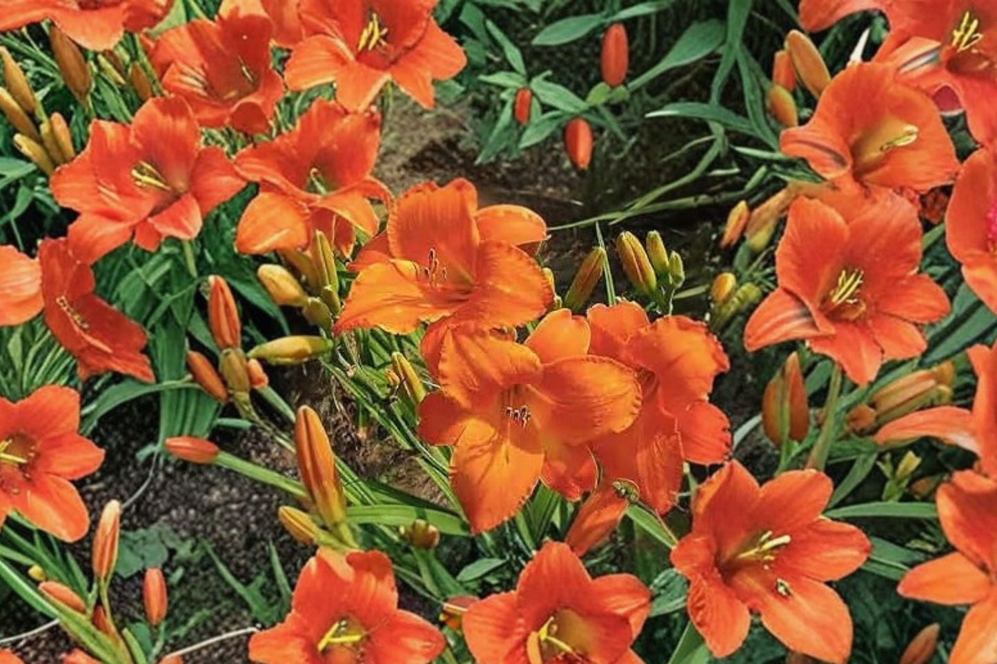 Hemerocallis ‘Mauna Loa’ | Apricot Orange Reblooming Daylily | Hardy Perennial Flower