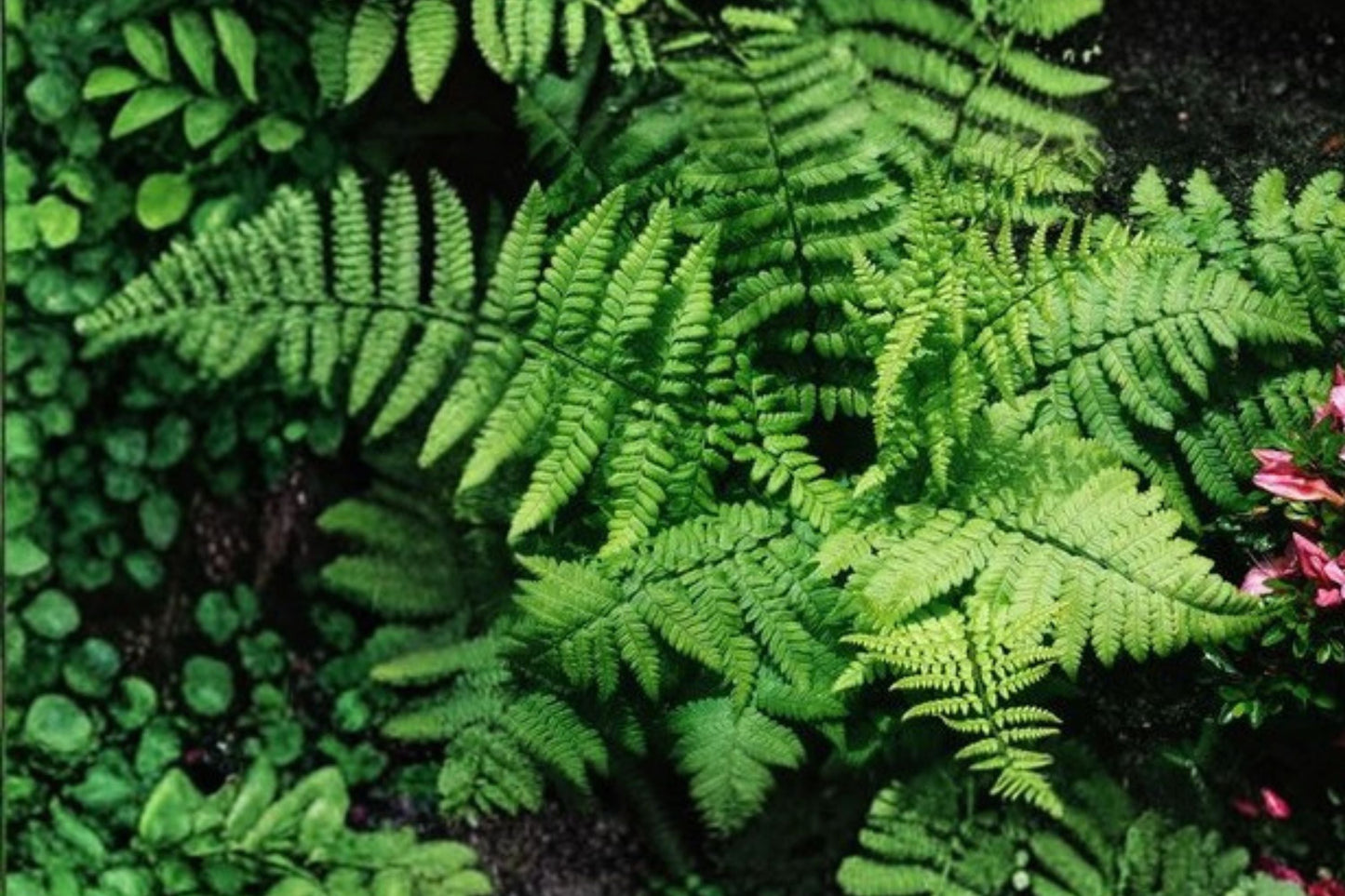 Dryopteris x complexa | Buckler Fern | Hardy Shade Fern in 3.5" Pot