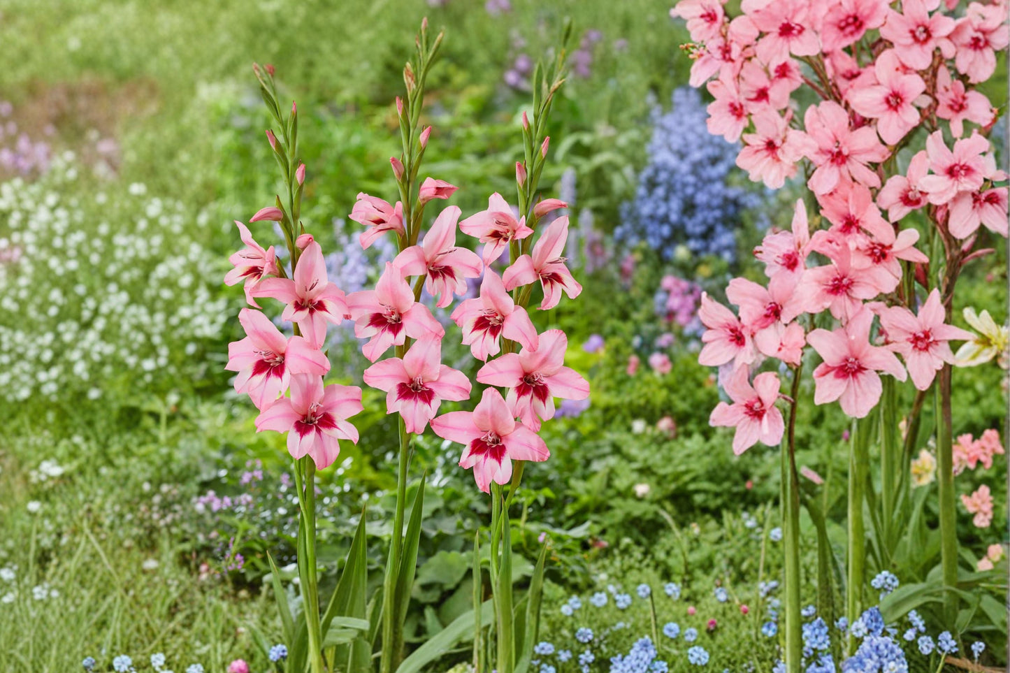 Gladiolus murielae ‘Summer Sunset’ Pink Acidanthera Bulbs | Fragrant Hardy Gladiolus | Orchid Flower Sword Lily