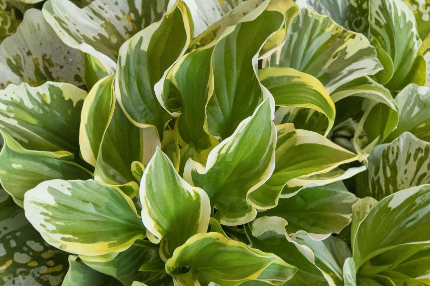 Hosta ‘So Sweet’ Bareroot | Fragrant Variegated Shade Perennial | White Flower Plantain Lily