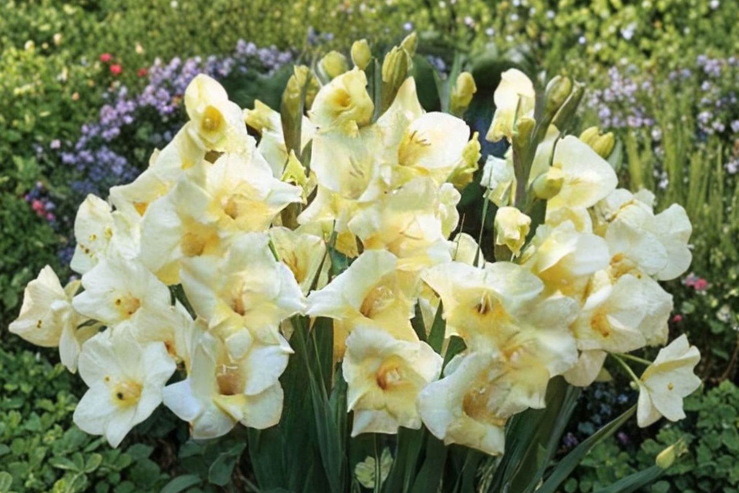 Gladiolus Glamini ‘Charlotte’ - Compact Pale Yellow Gladiolus Bulbs for Pollinator Gardens
