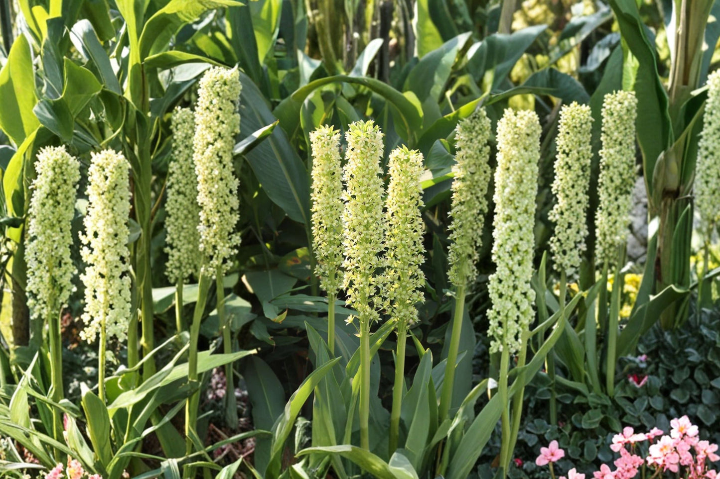 Eucomis pole-evansii | Giant Pineapple Lily Bulb | Tall Summer Blooming Perennial