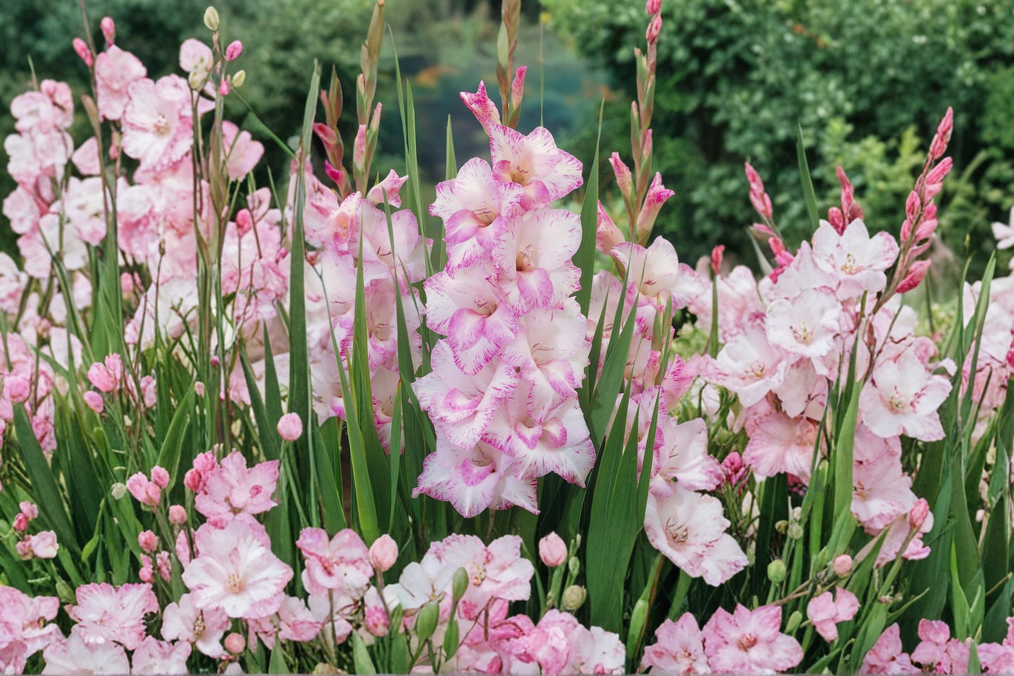 Gladiolus 'My Love' Pink & White Gladiolus Bulbs | Tall Sword Lily | Summer Blooming Perennial Bulbs