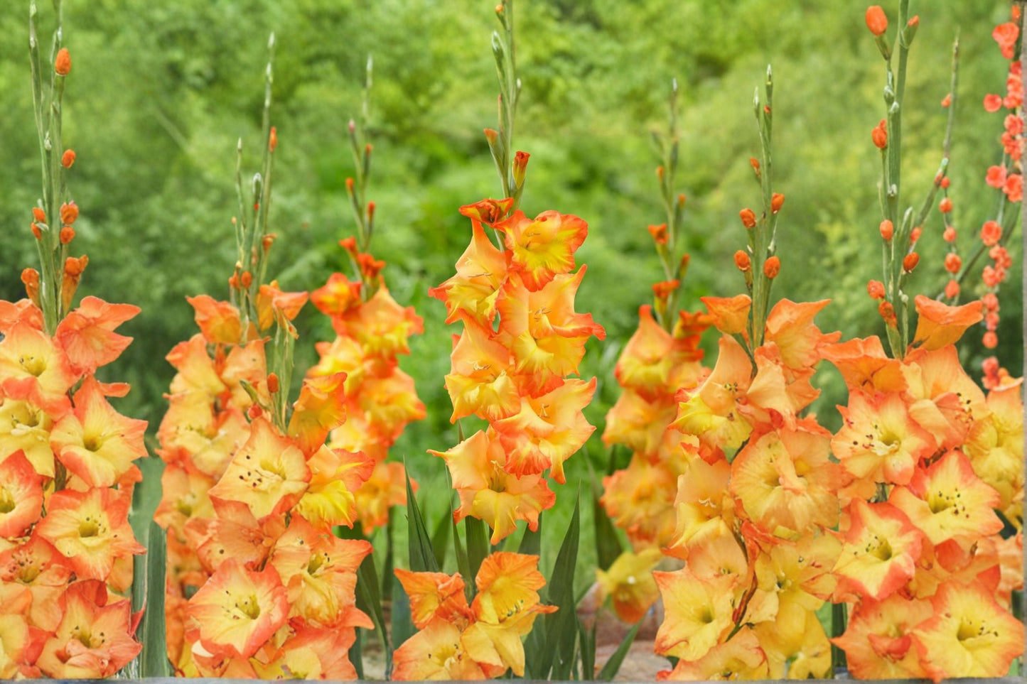 Gladiolus 'Goldrush' | Golden Orange Gladiolus Bulbs | Tall Sword Lily for Summer Gardens