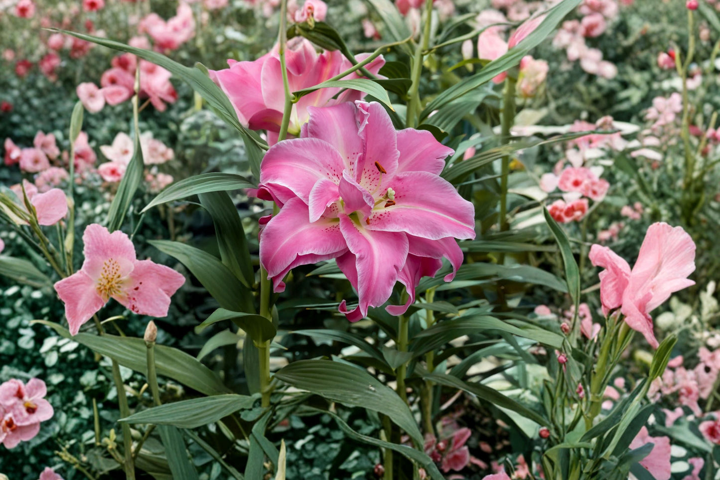 Lilium O 'Lotus Wonder' Double Oriental Lily Bulb | Pink & White Pollen-Free Perennial