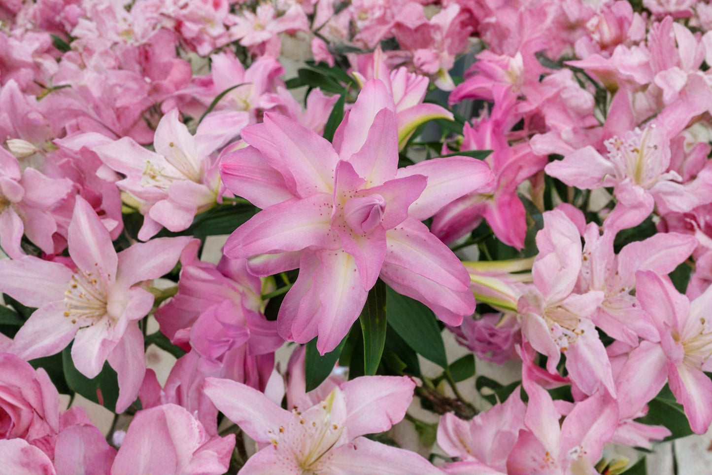 Lilium O 'Lotus Dream' Double Oriental Lily Bulb | Pink Pollen-Free Perennial Flower