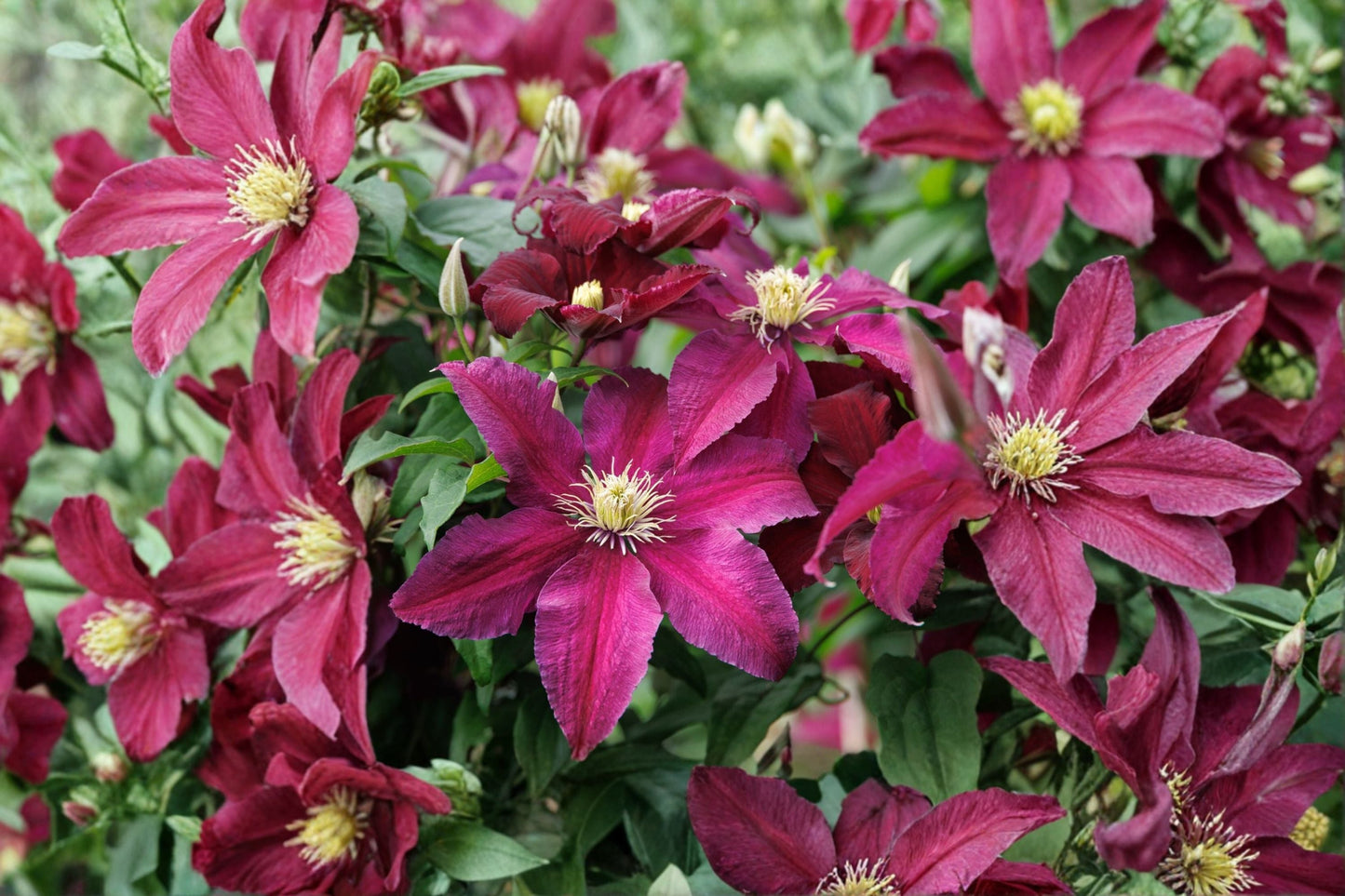 Clematis 'Niobe' - Dark Red Climbing Perennial Vine | 1 Gallon Live Plant