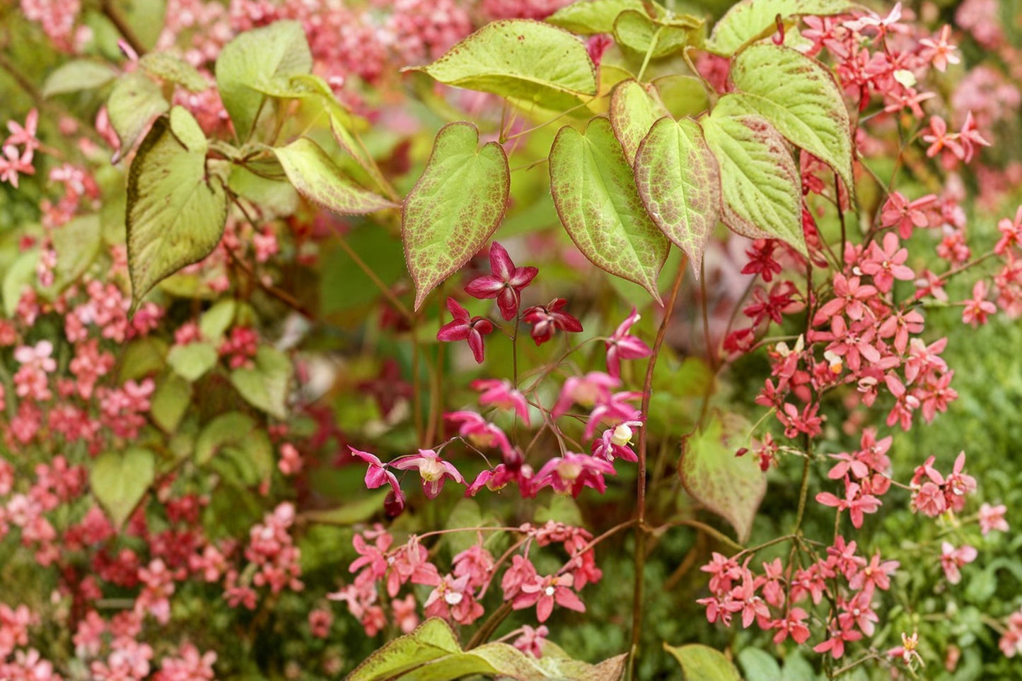 Epimedium x rubrum | Bishop's Hat | Red Barrenwort | Shade Groundcover Perennial in 1 Gallon Pot