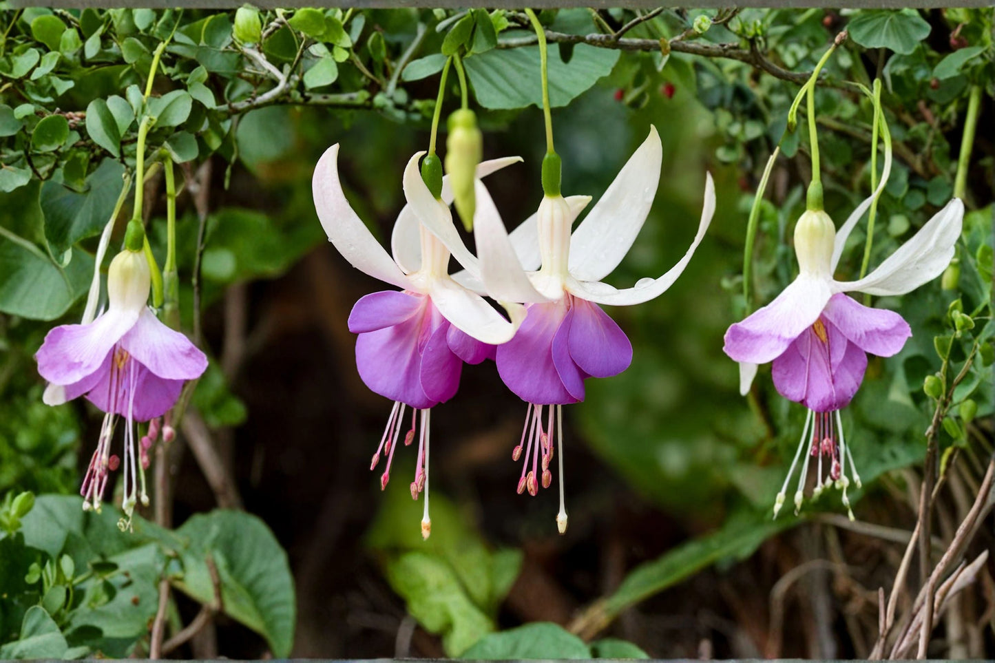 Fuchsia 'Delta's Sarah' | Hardy Fuchsia with White & Violet Blue Flowers | Long Blooming Perennial