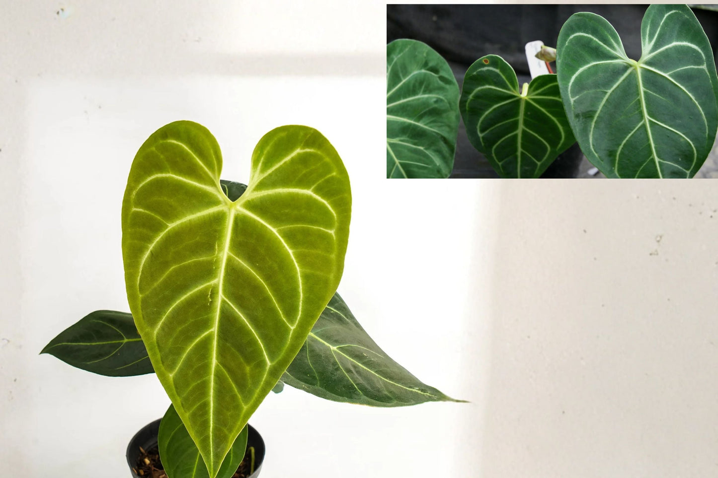 Anthurium Regale AFF Pack of 2 - Rare Velvet Leaf Tropical Aroid Indoor Plants
