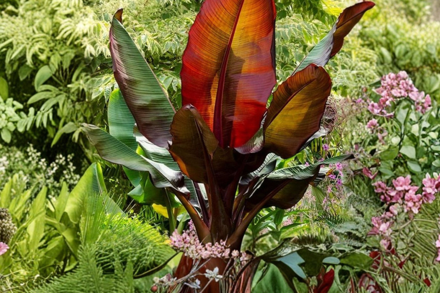 Ensete Maurelii Red Banana Plant – Large Tropical Ornamental with Deep Red Stems & Oversized Leaves