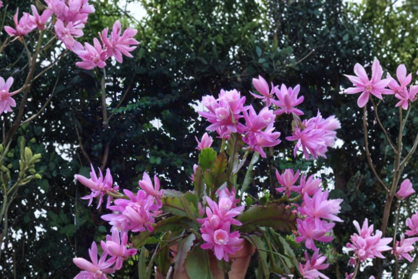 German Empress Epiphyllum Cutting 8–10” – Orchid Cactus with Large Blooms & Trailing Foliage