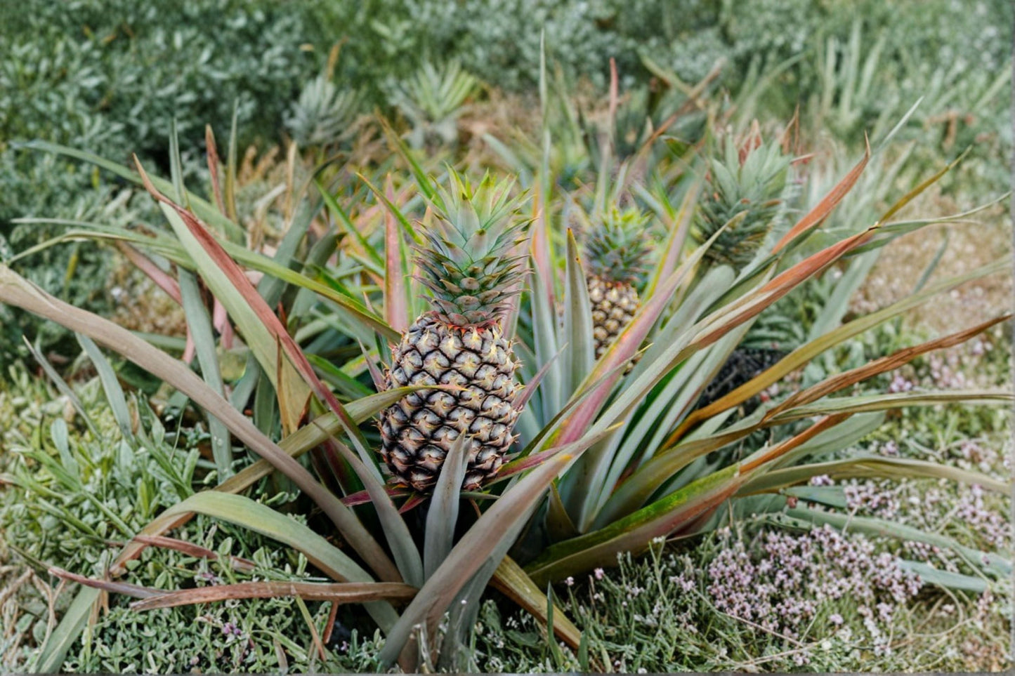 Sugar Loaf Pineapple Plant – Grow Your Own Sweet, Low-Acid Tropical Pineapple
