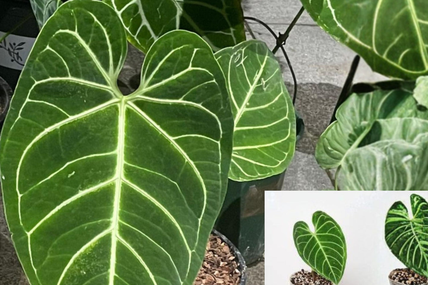 Anthurium Regale Pack of 2 Live Plants – Rare Velvet Leaf Tropical Indoor Houseplant