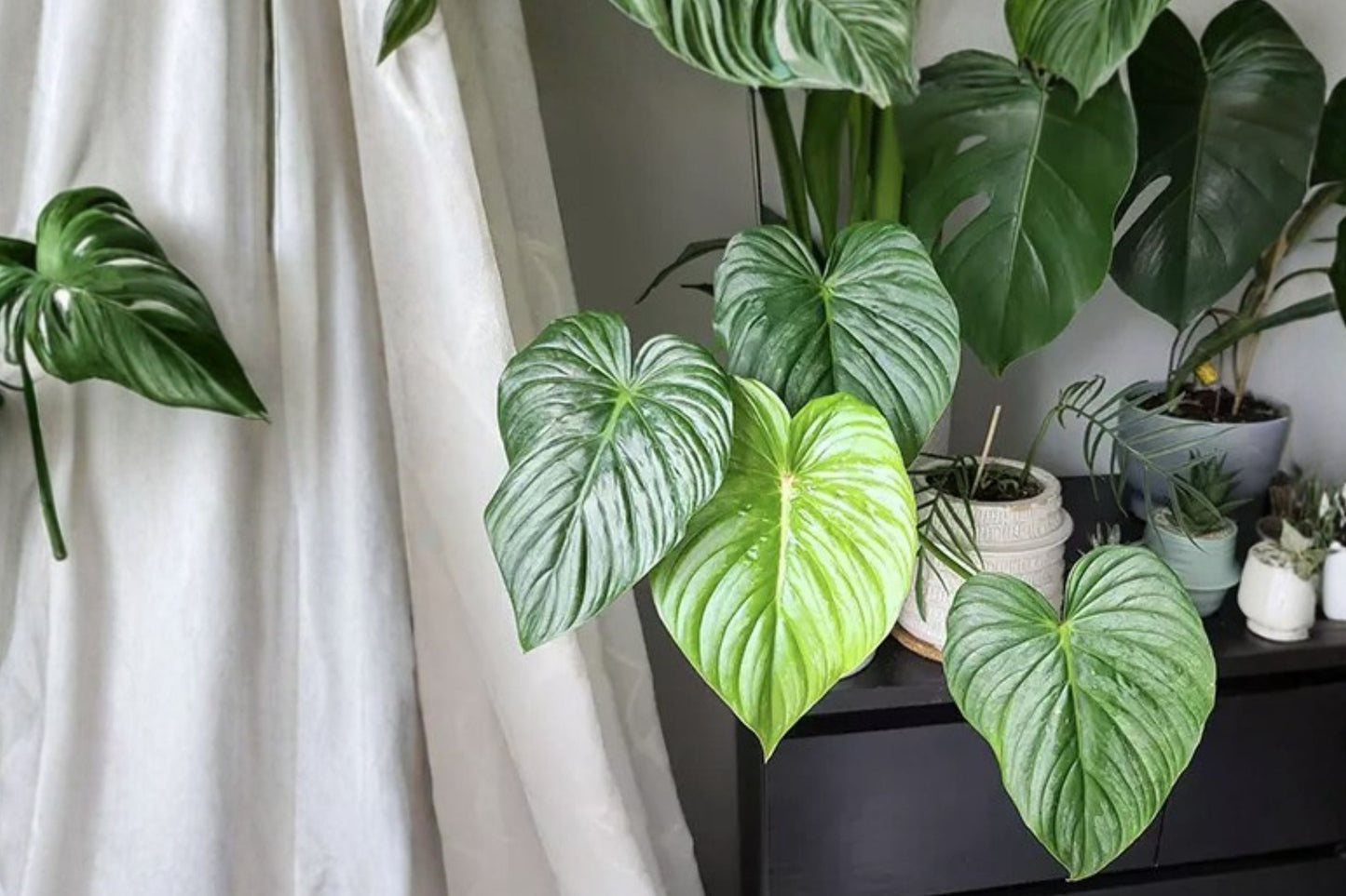Philodendron Pastazanum Silver Nieve – Rare Variegated Silver Leaf Tropical Houseplant