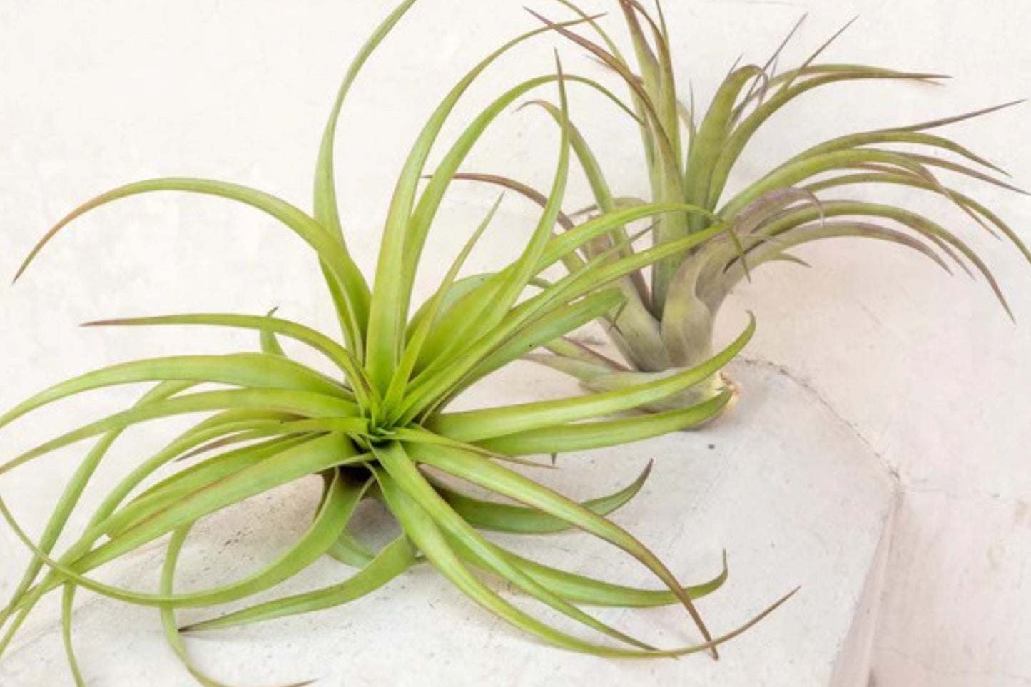 Giant Air Plant 14+ Inches – Extra Large Tillandsia – No Soil Indoor Statement Plant